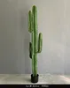 Colonne verte immortelle 145cm