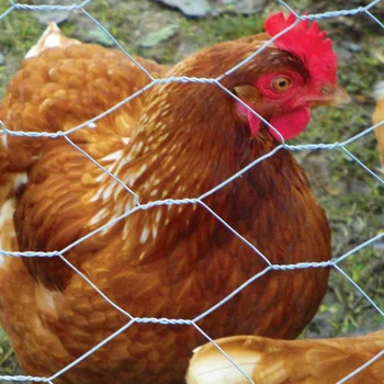 Galvanized Poultry Garden Fence Pvc Coated Woven Processing Hexagonal Wire Netting Chicken Coop
