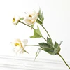 Peonia principessa