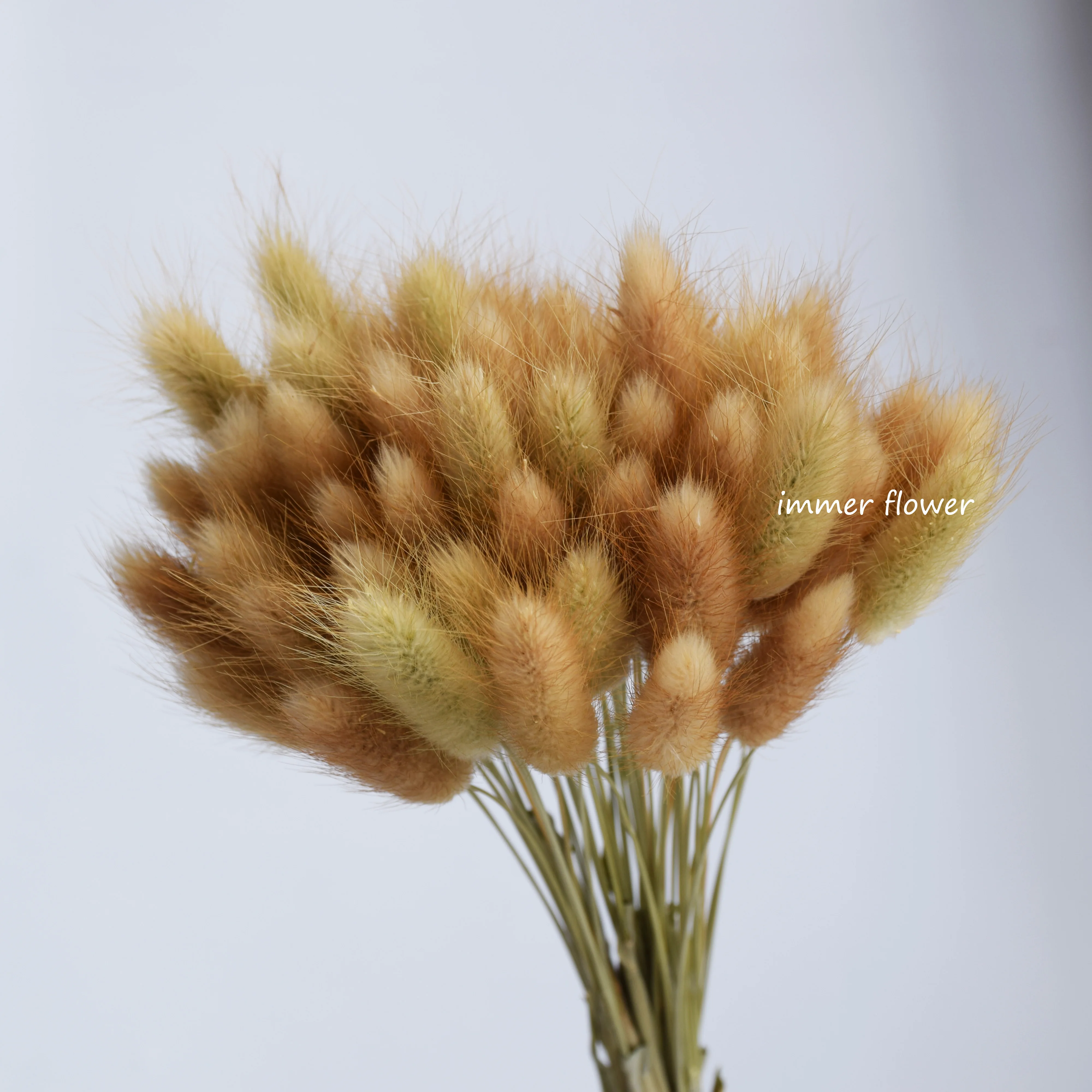 60 Stem Natural Dried Flowers Lagurus Ovatus Rabbit Tail Grass Home  Decoration - China Fresh Cut Flower and Flowers price