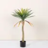 Agave cola de fénix 90cm