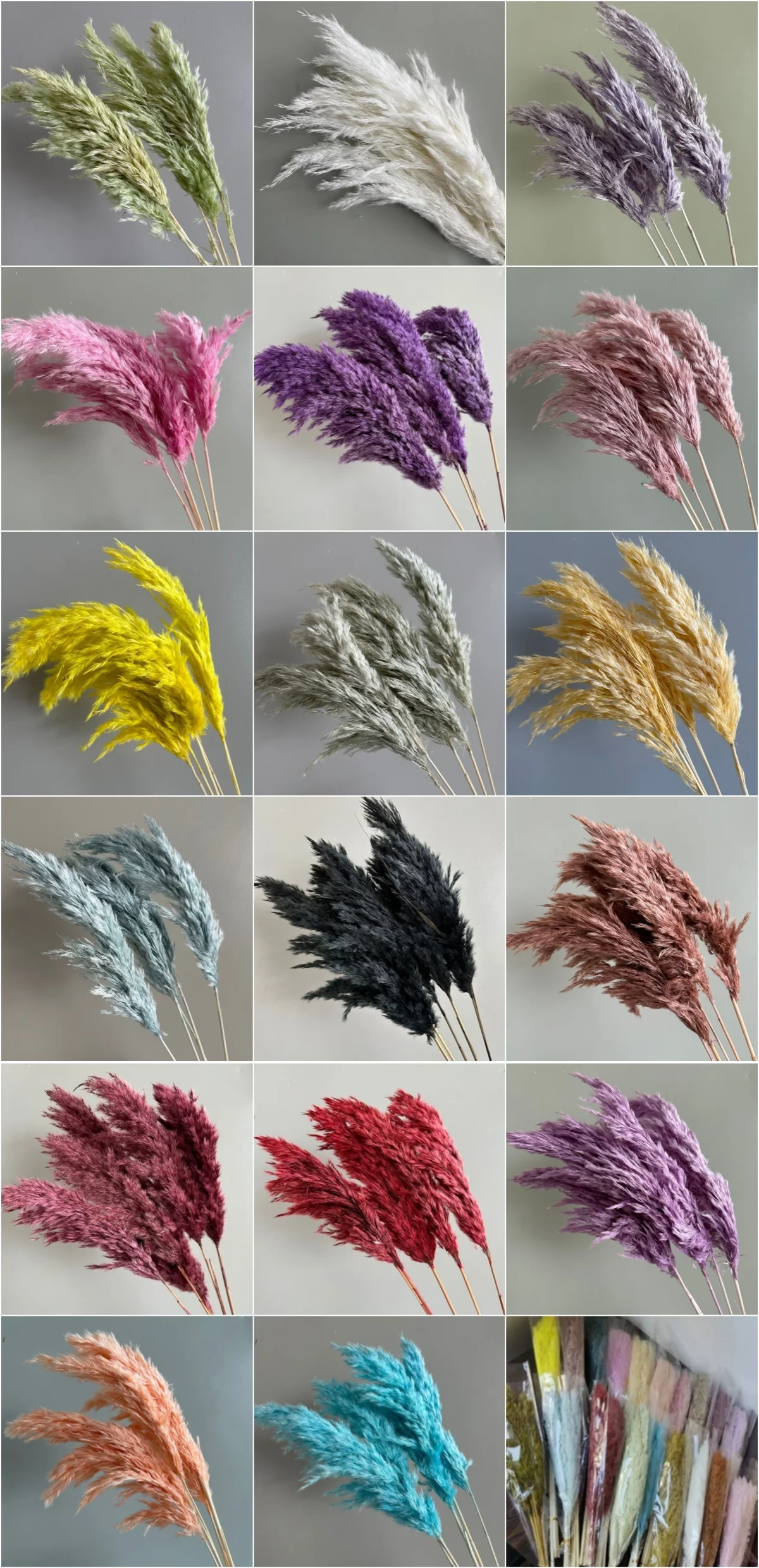 Wholesale Dried Flower Dried Small Pampas Grass Phragmites Horsetail