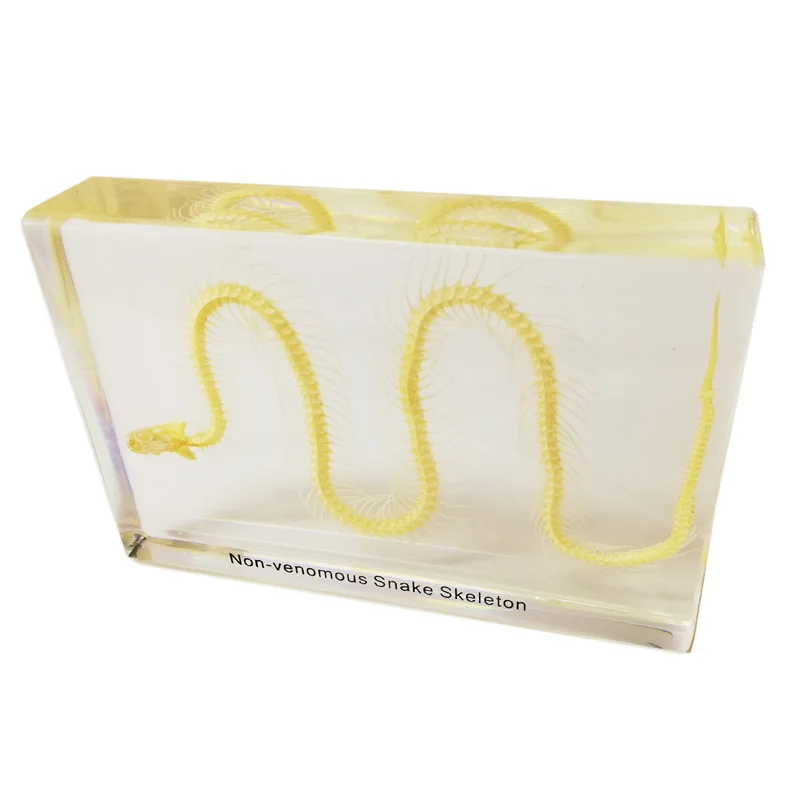 Gelsonlab HSBS-006 Educational Non Venomous Snake Skeleton Embedded Biological Specimens