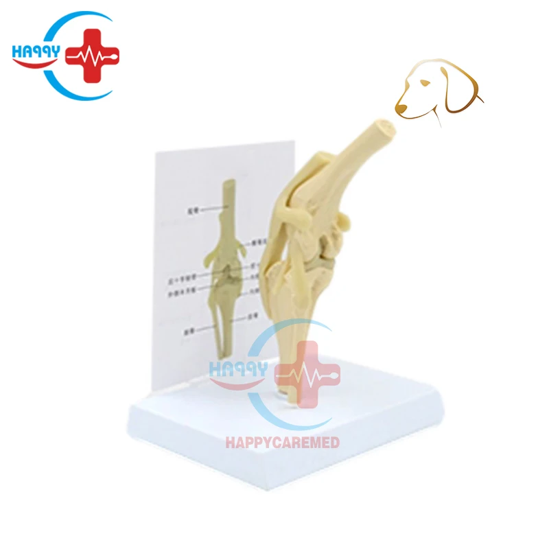 HC-R125 Veterinary Osteological Educational medical teaching Dog Knee Joint Model canine knee model