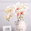 White+yellow
