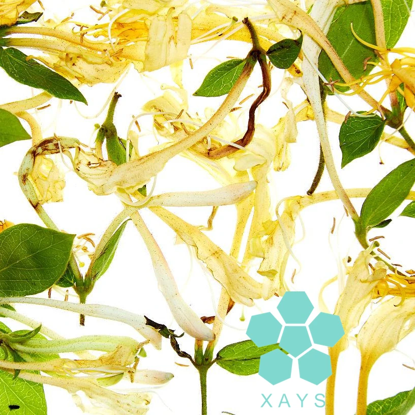 Nature Lonicera Caprifolium Honeysuckle Flower Powder Honeysuckle Flower  Extract