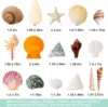 15 tipos de conchas mixtas