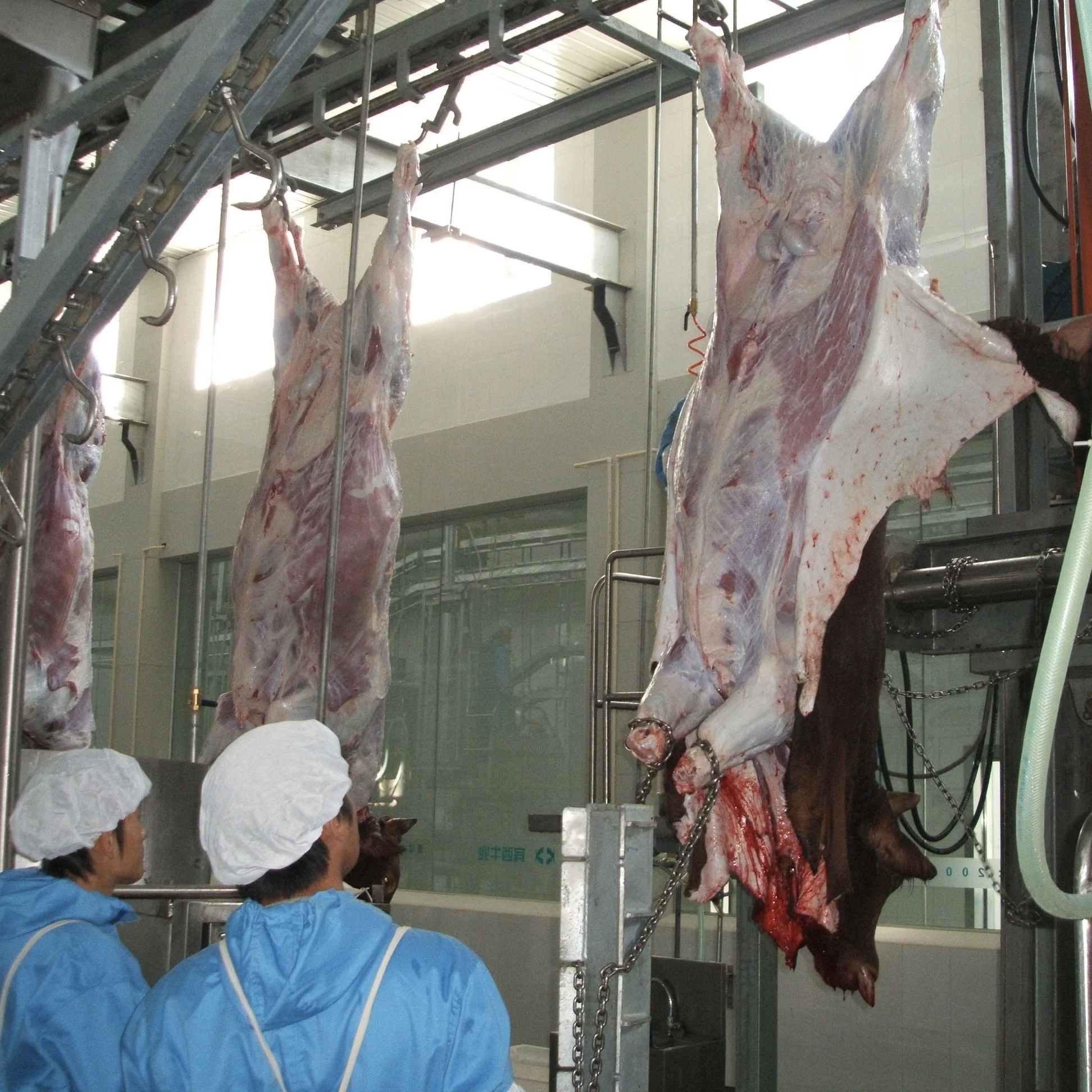 Modern slaughterhouse fully automatic halal cattle slaughtering line turnkey project