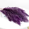 Purple 5