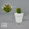 Suculenta-06