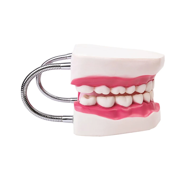 Kindergarten Teaching Children Brush Teeth Toy Dental Care Model