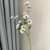 Blanc Violet