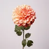 Rosa pesca