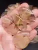 Golden