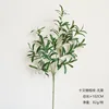 102cm, fruitless