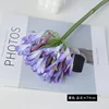 สีม่วง