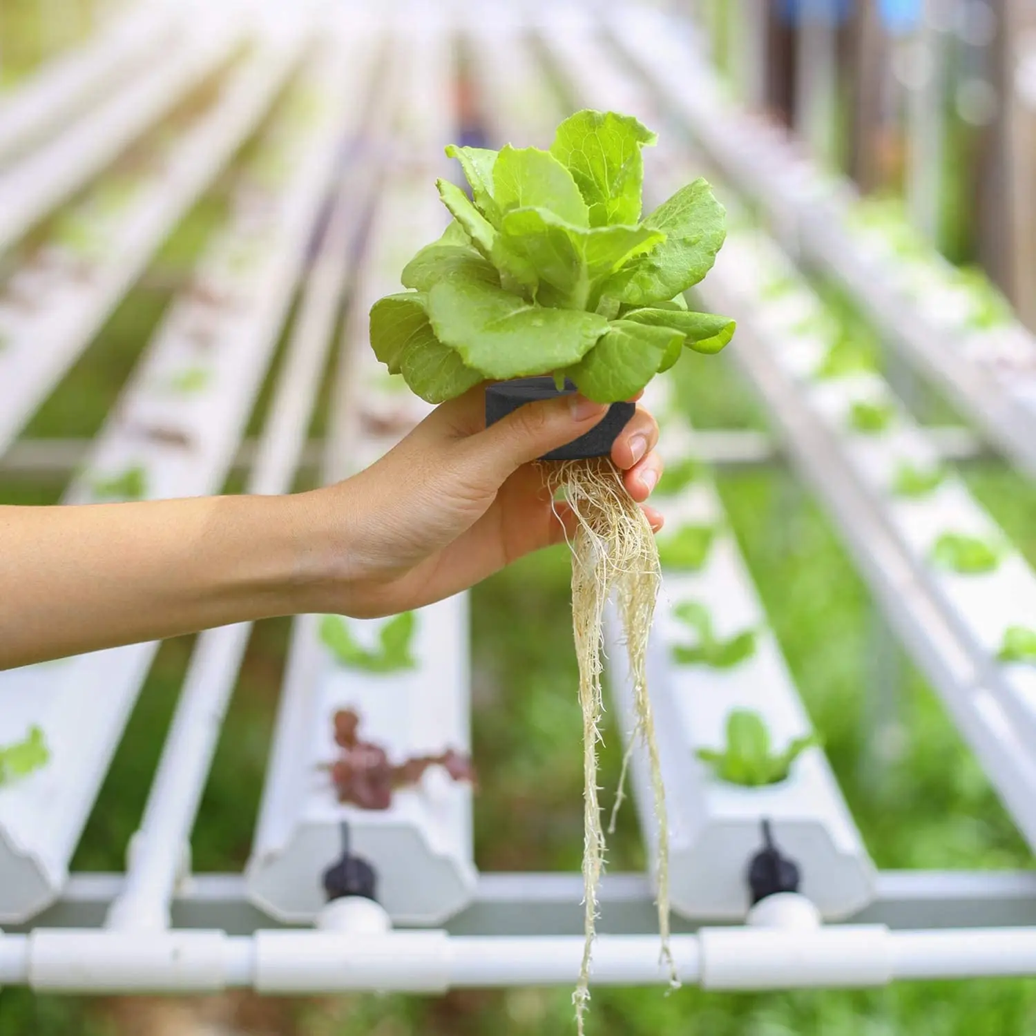 Multi Color Hydroponic Cloning Systems Soilless Culture 7 Cm Cloner Pucks Net Cup Collars Neoprene Collar
