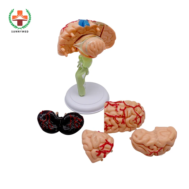 Модель SY-N012 из ПВХ 31 съемный элемент анатомическая модель человеческого мозга