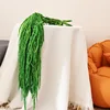 Lunghezza dell'orecchio verde: 50-80 cm