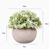 FY003-bianco Soleirolia soleirolii