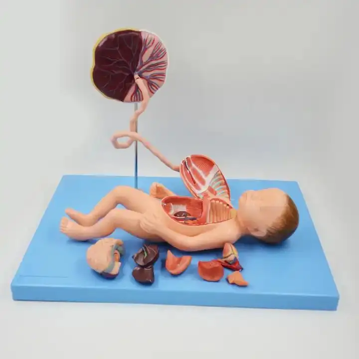 Fetal Circulatory System Model with 13 Visceral Parts - Full-Term Anatomy Demonstration Fetus Heart Placenta and Umbilical Cord