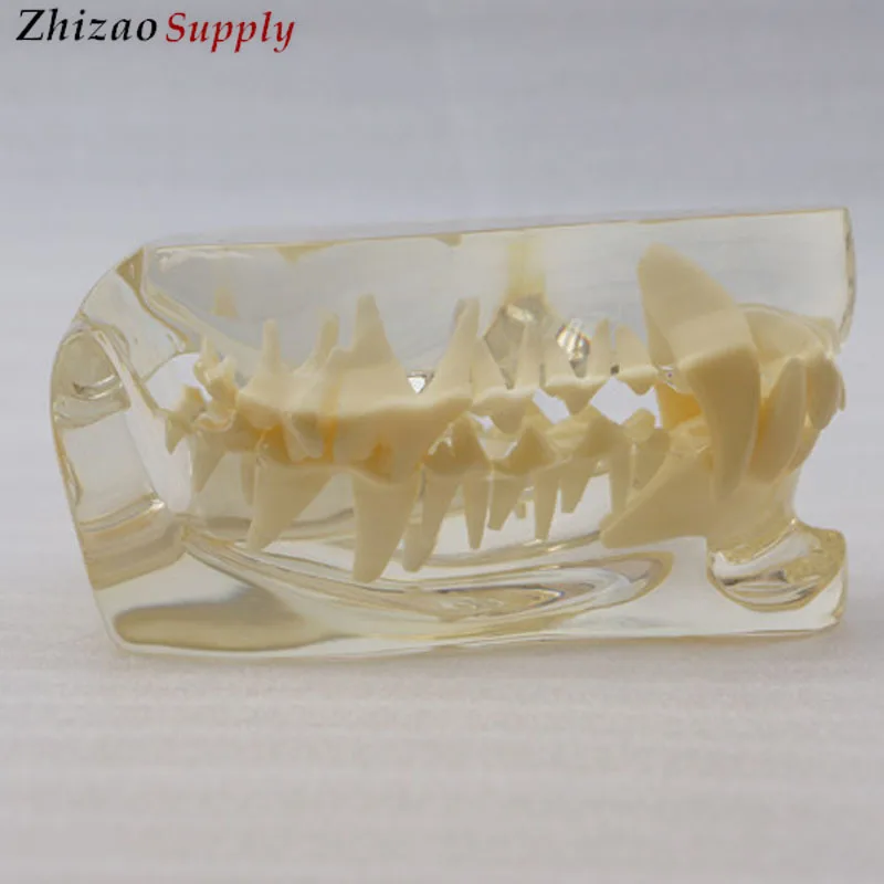 resin dog dentition model,dog teeth model,canine teeth model
