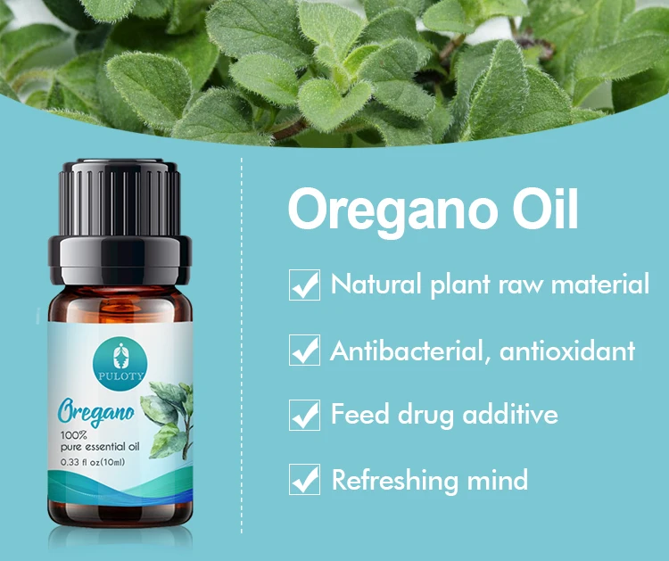 Steam Distillation Organic Oregano Extract Essential Oil Buy Steam Distillation Essential Oil