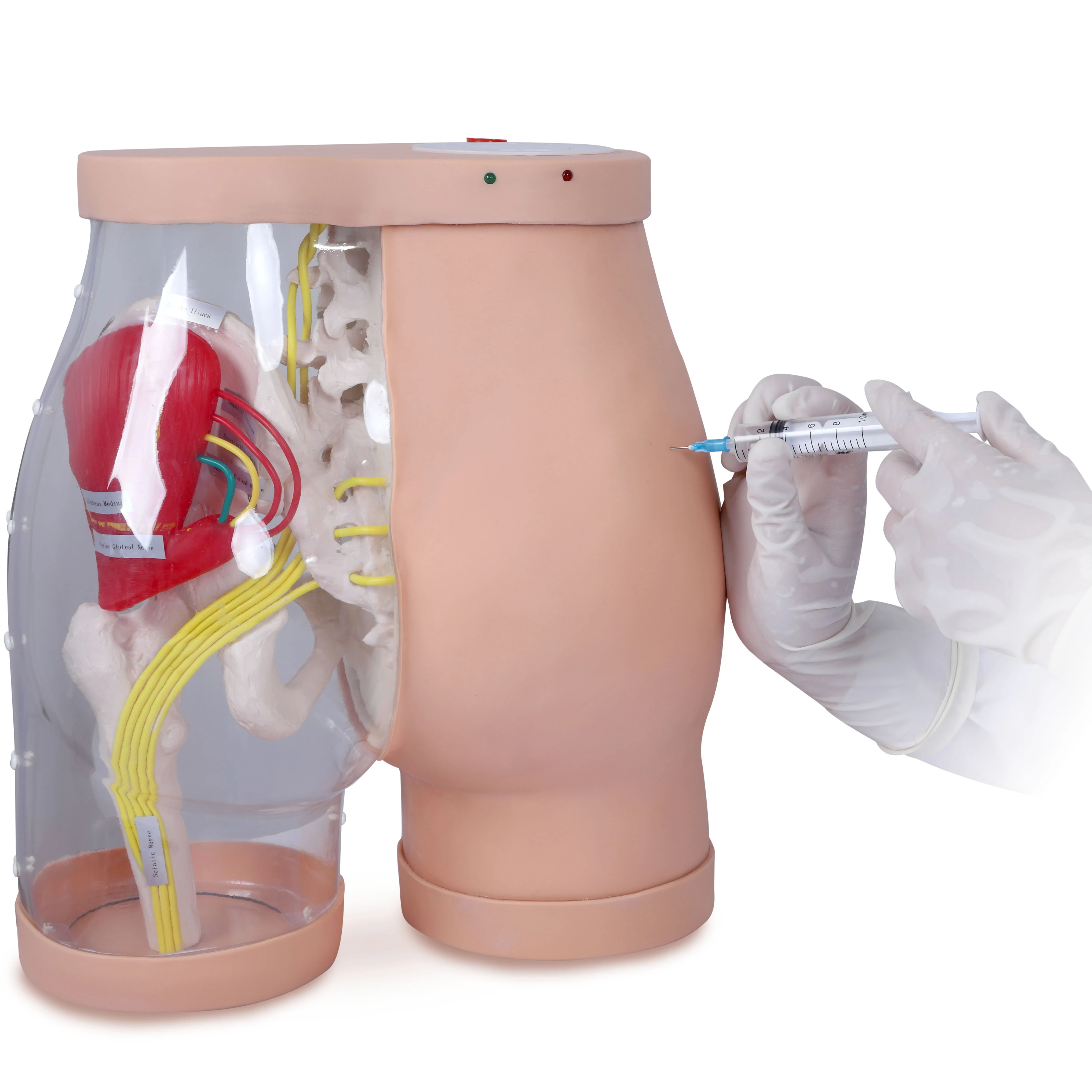 K Model Buttocks for Gluteal Intramuscular Injection and Comparison