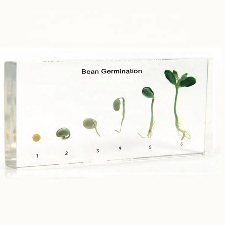 
 Встраиваемый образец кукурузы для обучения биологии  