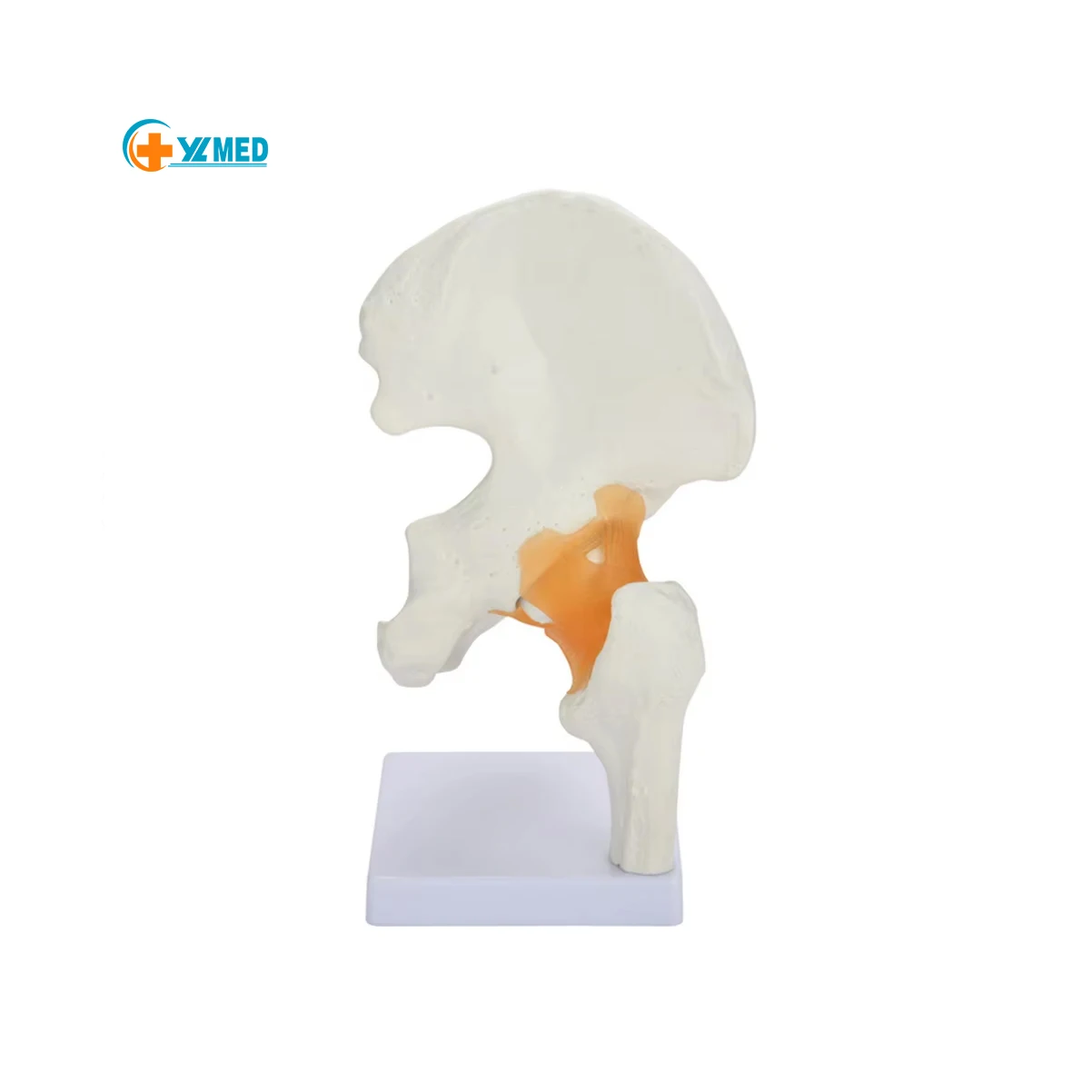 Поливинилхлоридный материал, медицинская демонстрационная обучающая анатомическая модель, модель тазобедренного сустава человека