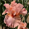 7# Blushing
