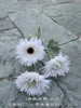 3 Brushed Chrysanthemum White Heads