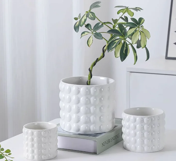dracaena white jewel vs white bird Striped Dracaena For Sale, Including Care Guide Small / Eco Pot / Macadamia