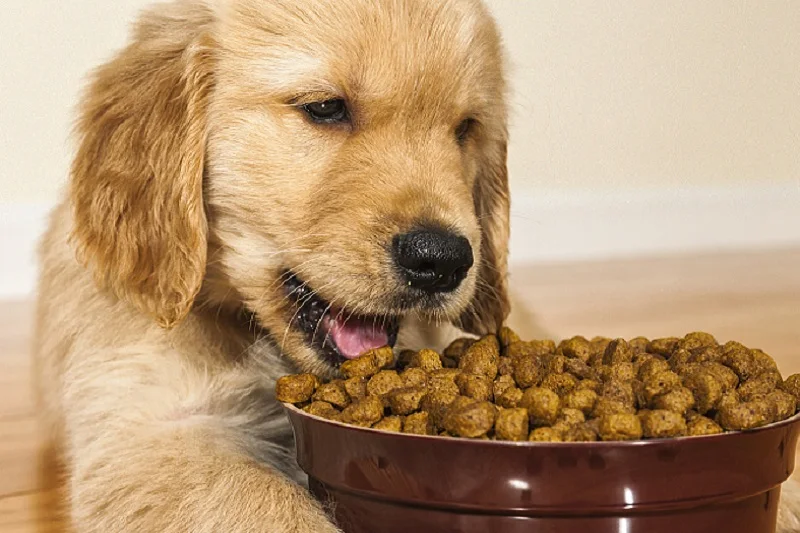 Order dog hot sale food in bulk