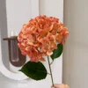 เบลล่า ไฮเดรนเยีย สีส้ม