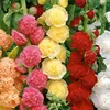 Miscela di colori a doppio petalo