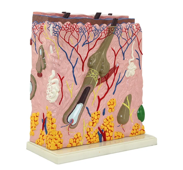 Высококачественная модель кожи усовершенствованная медицинская хирургическая для обучения человеку слой анатомическая