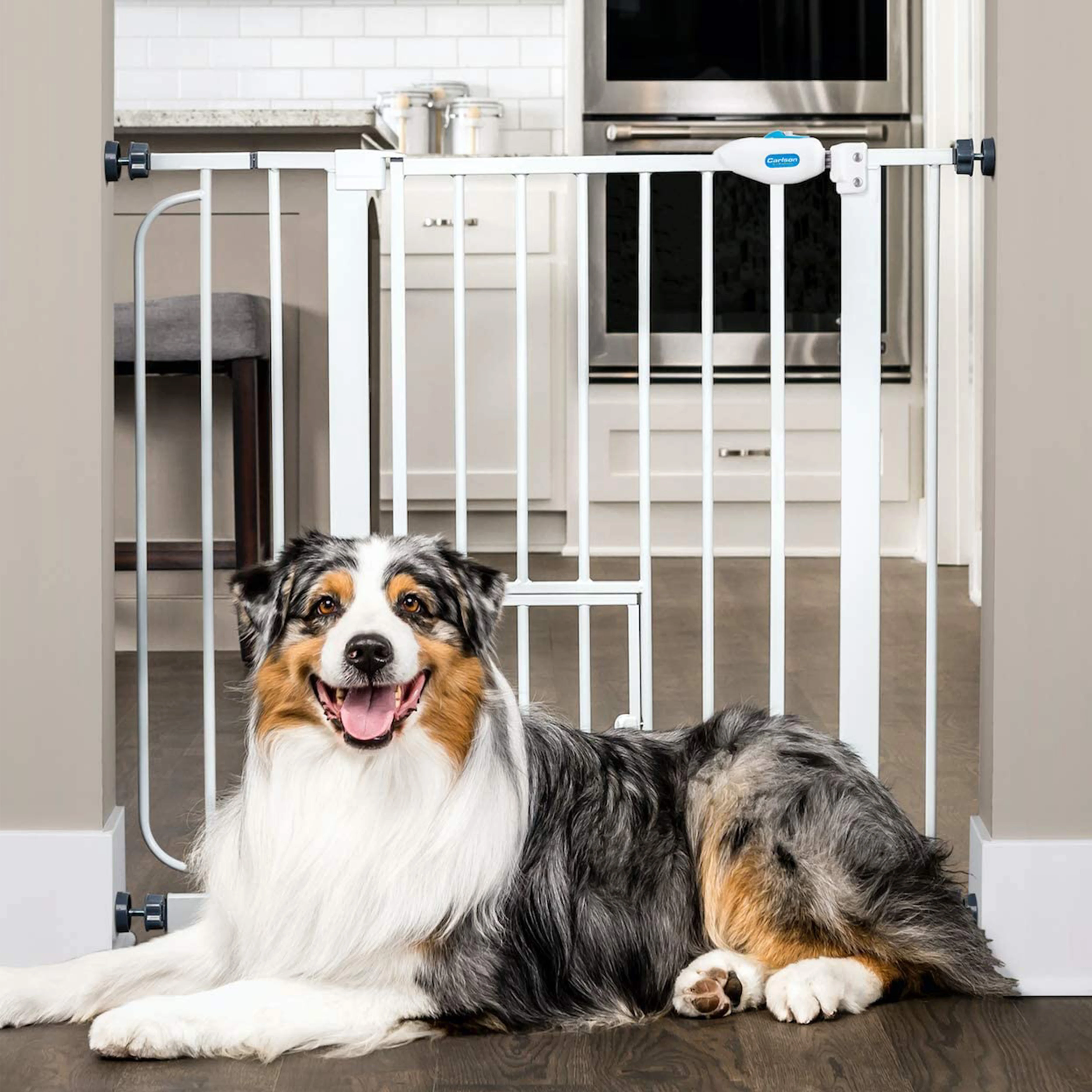 inside dog gate