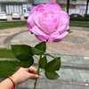 pink-purple