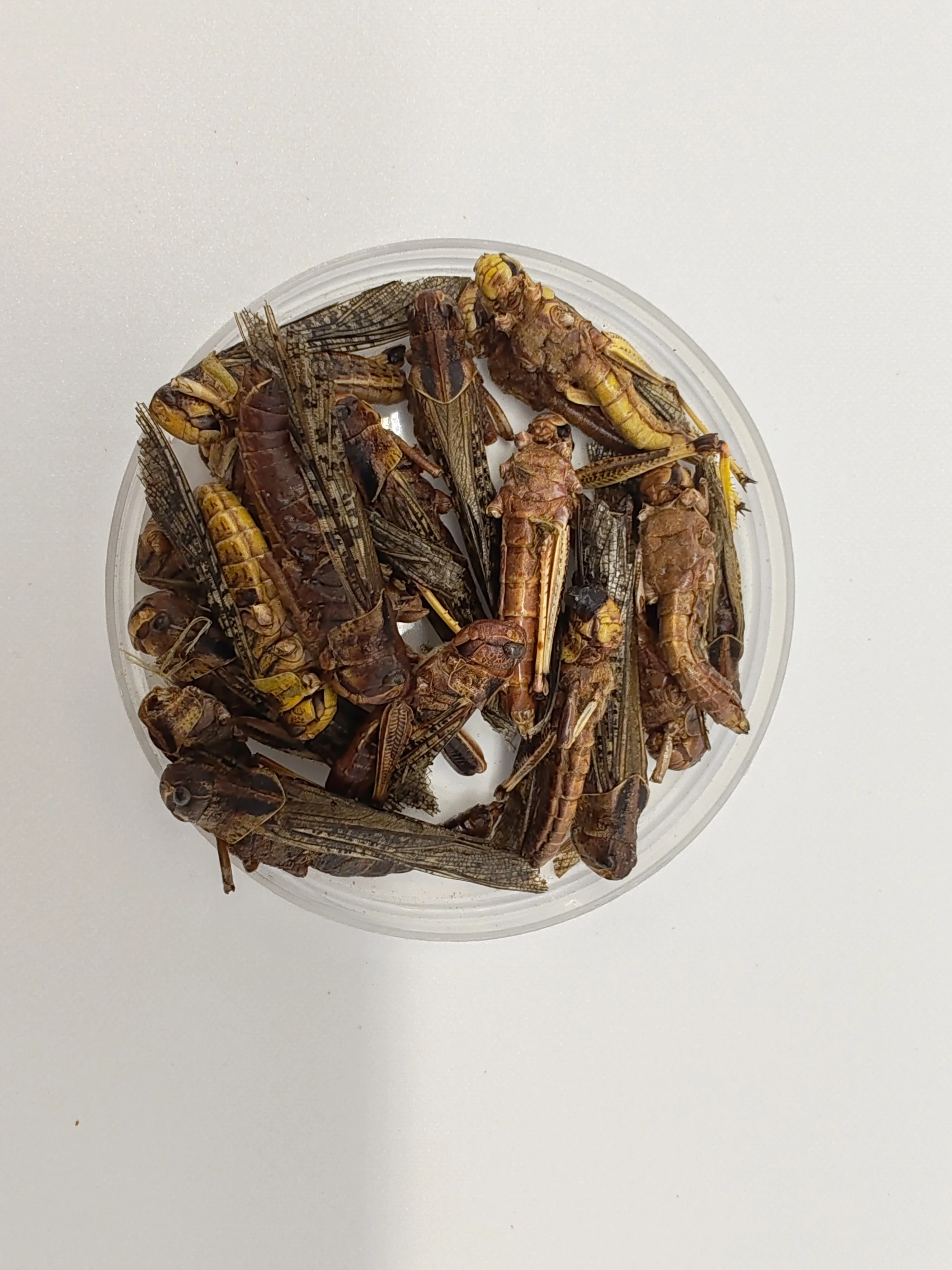 High Quality Pet Products of Freeze Dried  Grasshopper Fish Feed