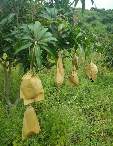 Double Layers Mango Growing Paper Bag Waterproof Durable