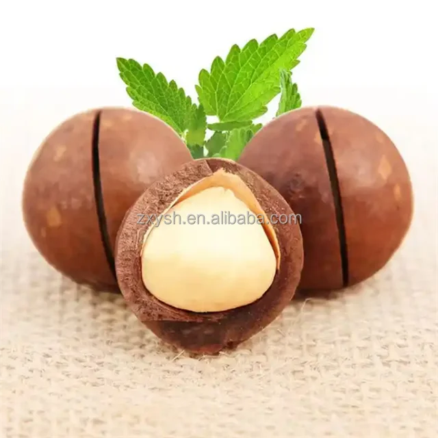 500gram Pacakaged Cheap Macadamia Nuts In Shell Wholesale Macadamia