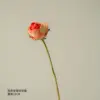 Orange-tipped angolan rose