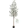 Olive Tree 7ft