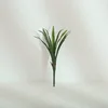 Gladiolus 9 feuilles