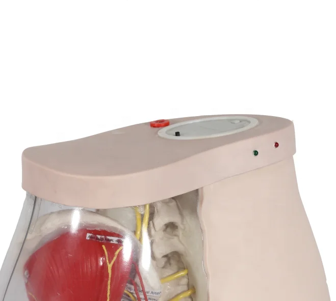K Model Buttocks for Gluteal Intramuscular Injection and Comparison