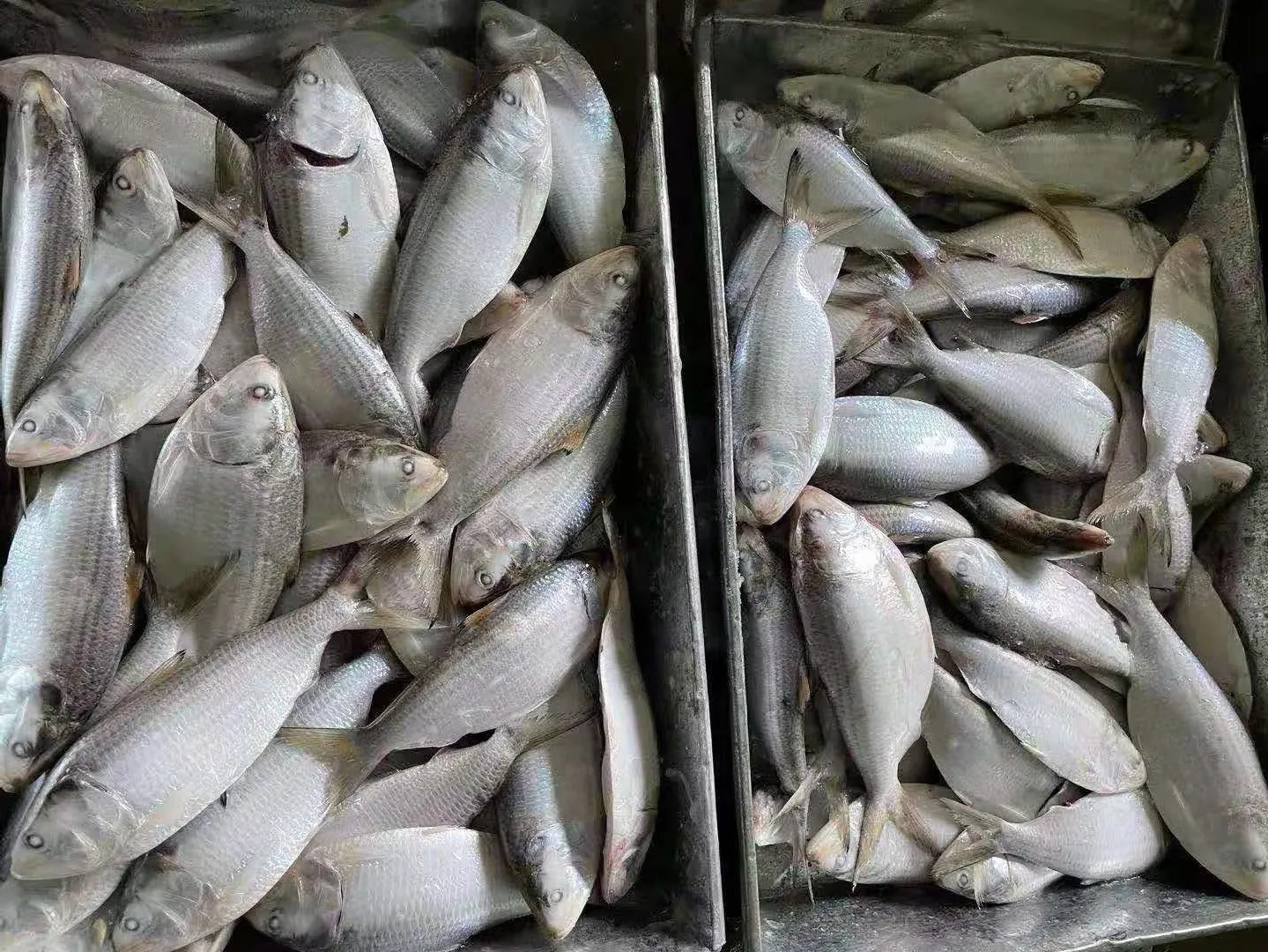 批发海鲜鱼冷冻海鲜鱼鱼群点状海蜇150-250克