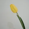 Tulipano giallo