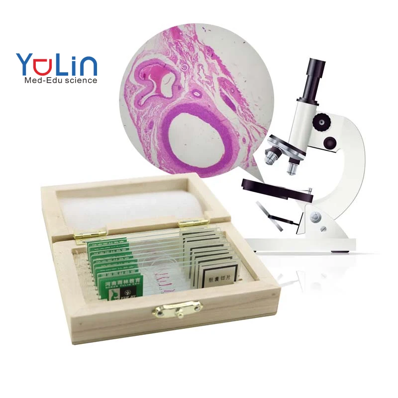 Medical Science Teaching Resources Educational Equipment Animal and Parasitology Microscope Prepared Glass Slides