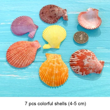 Small Seashell Mix, Tiny Sea Shell Lot, Beach Wedding Decor, Sea